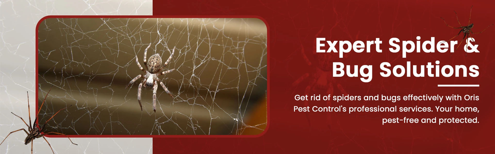 oris pest control spider and bed bug banner