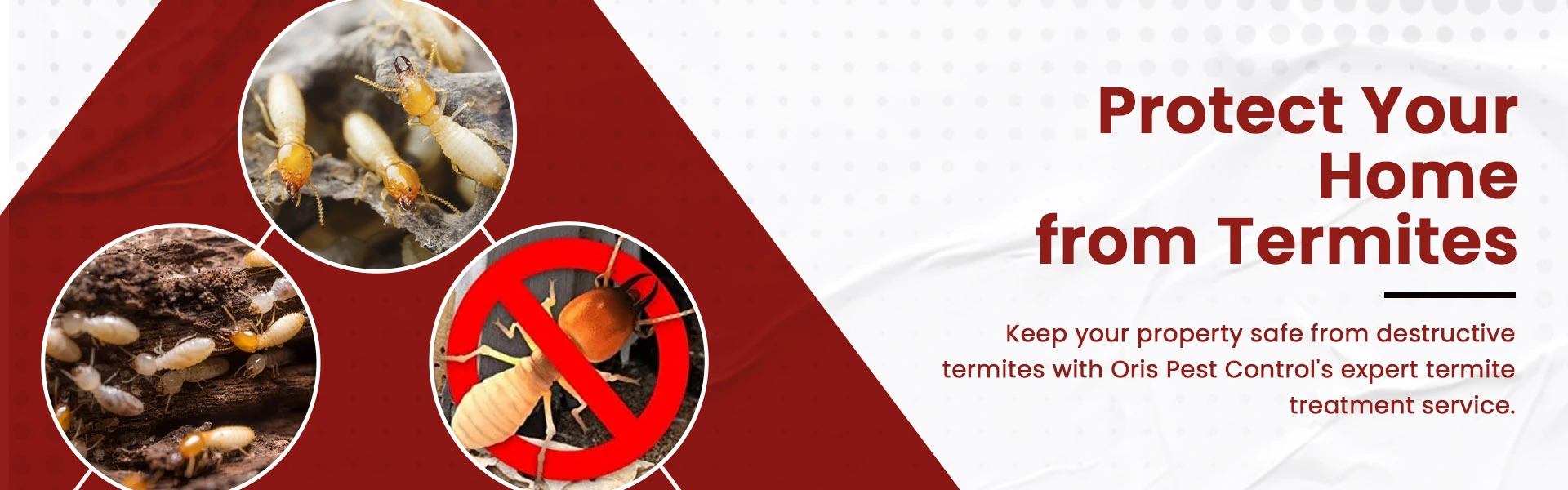 oris pest control spider and bed bug banner