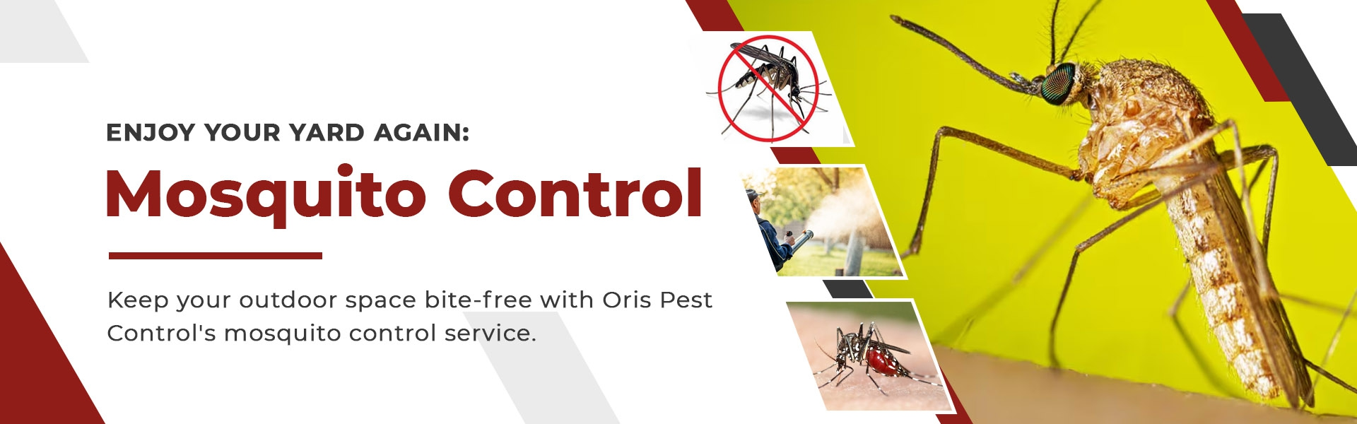 oris pest control spider and bed bug banner