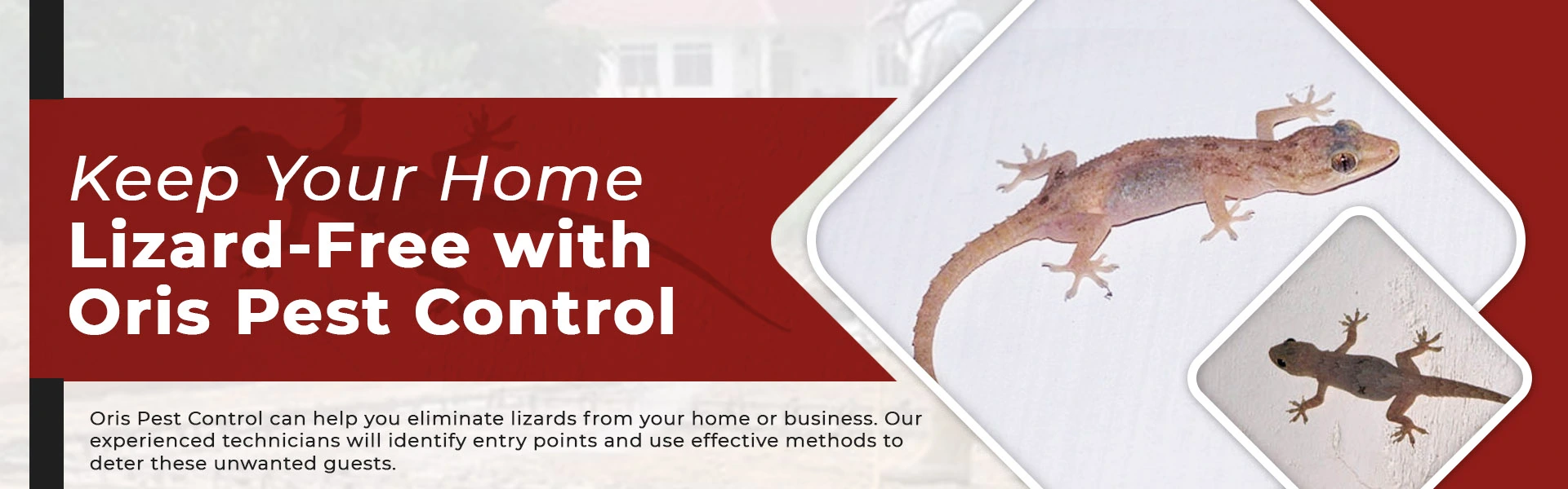 oris pest control spider and bed bug banner