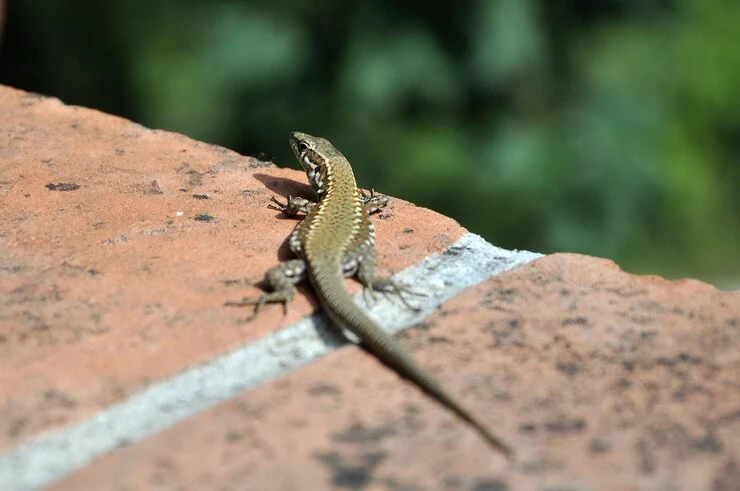 Lizard Control